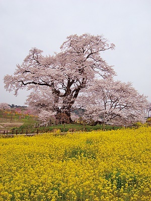 塩ノ崎の大桜