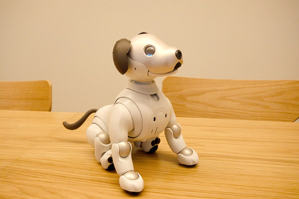 aibo